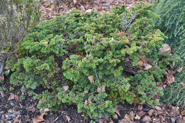 Fremdii Dwarf Hemlock